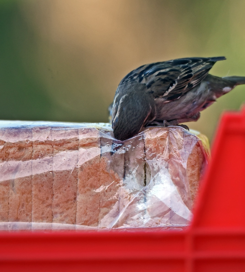 ave común robando pan de caja